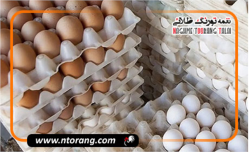 نرخ جدید و نجومی هر شانه تخم‌مرغ در بازار